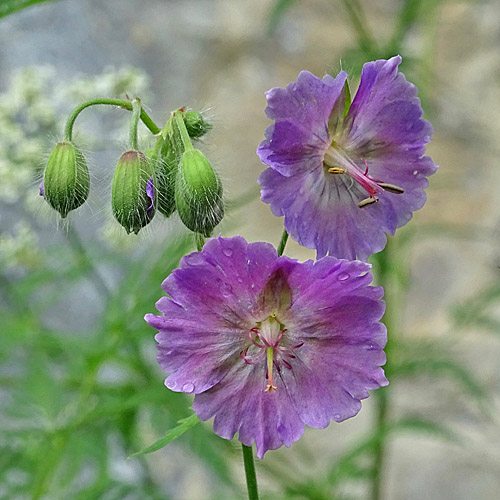 Blassvioletter Braun-Storchschnabel / Geranium phaeum var.lividum