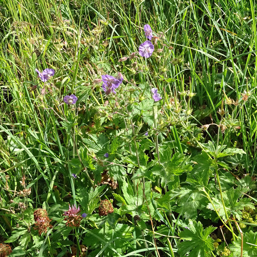 Blassvioletter Braun-Storchschnabel / Geranium phaeum var.lividum