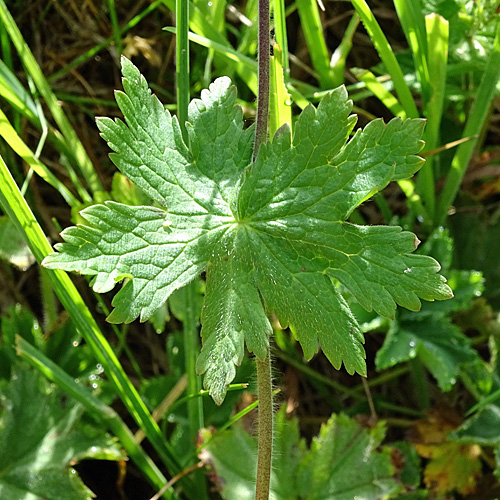 Blassvioletter Braun-Storchschnabel / Geranium phaeum var.lividum