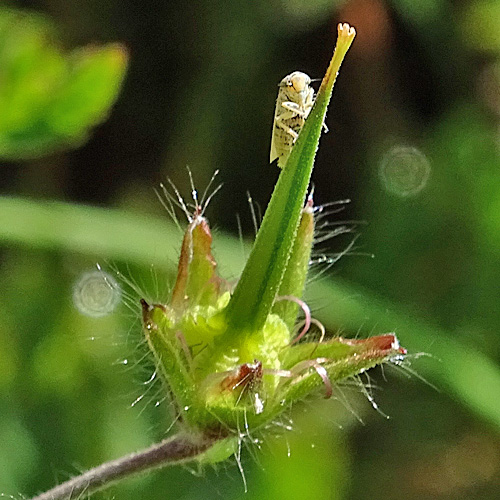 Blassvioletter Braun-Storchschnabel / Geranium phaeum var.lividum
