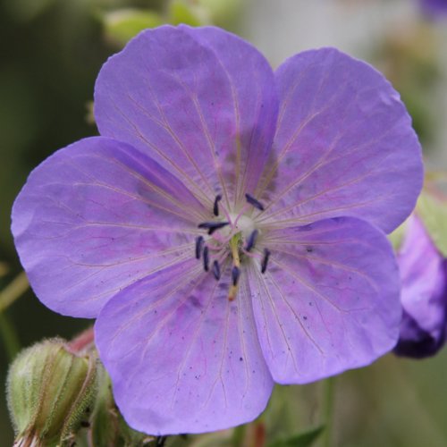 Wiesen-Storchschnabel / Geranium pratense