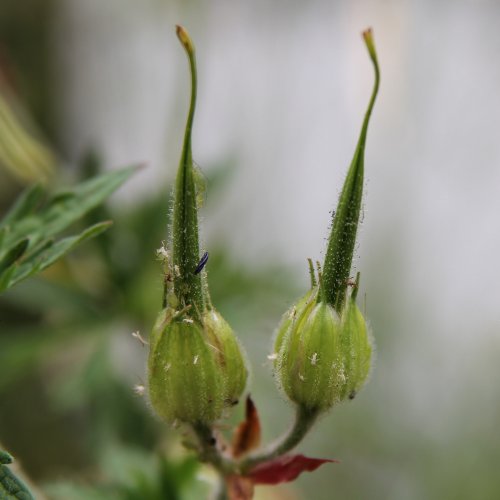 Wiesen-Storchschnabel / Geranium pratense