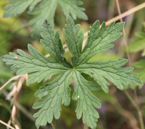 Wiesen-Storchschnabel / Geranium pratense