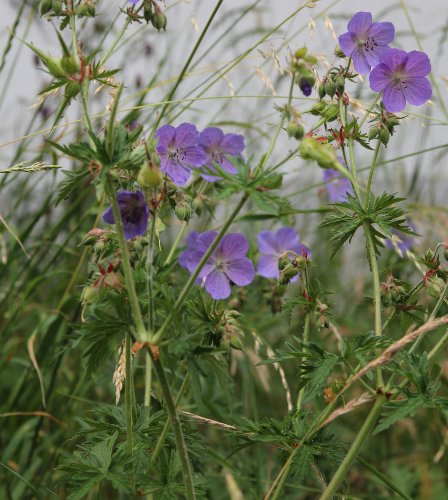 Wiesen-Storchschnabel / Geranium pratense