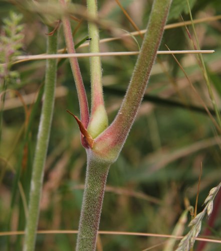 Wiesen-Storchschnabel / Geranium pratense