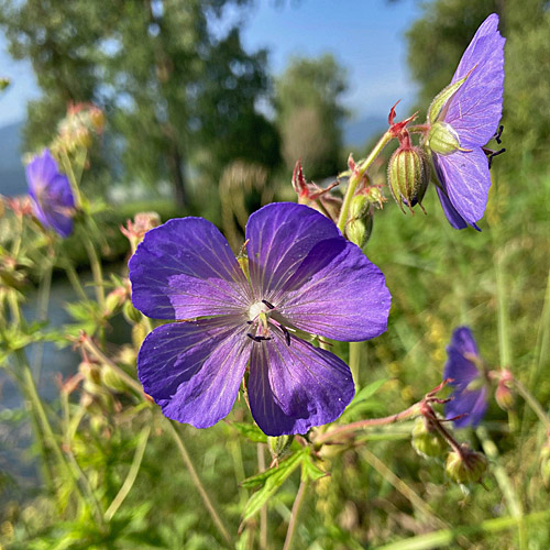 Wiesen-Storchschnabel / Geranium pratense