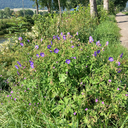 Wiesen-Storchschnabel / Geranium pratense