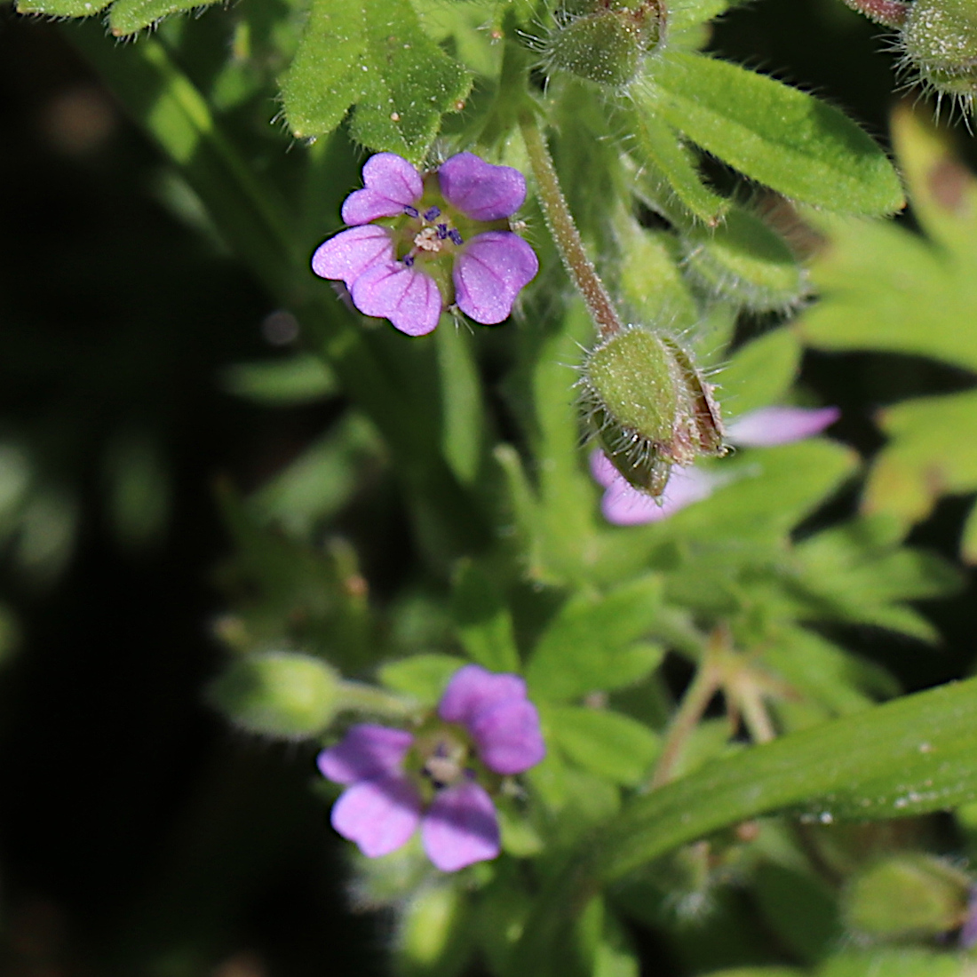 Kleiner Storchschnabel / Geranium pusillum