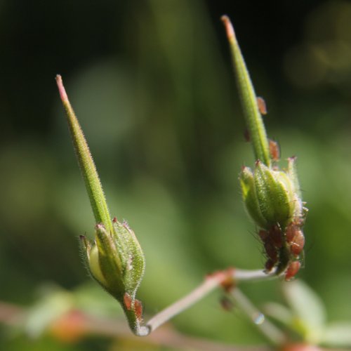 Pyrenäen-Storchschnabel / Geranium pyrenaicum