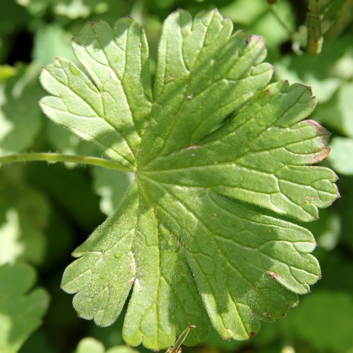 Pyrenäen-Storchschnabel / Geranium pyrenaicum