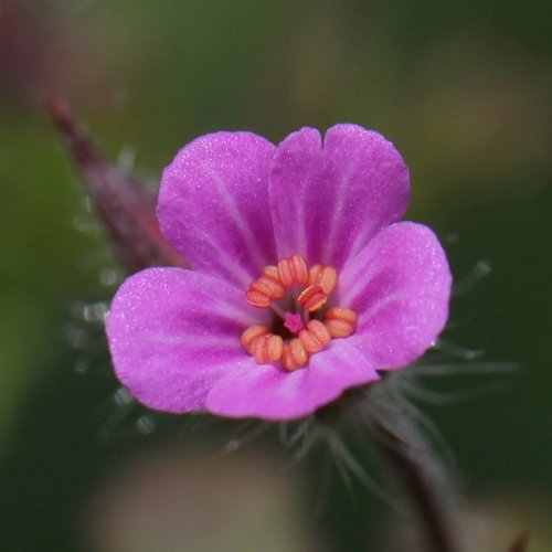 Ruprechts Storchschnabel / Geranium robertianum