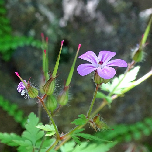 Ruprechts Storchschnabel / Geranium robertianum