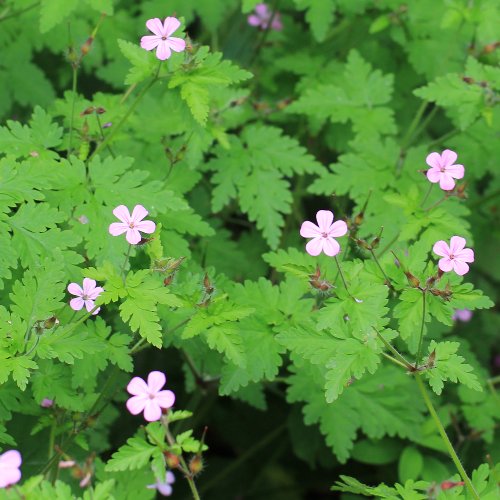 Ruprechts Storchschnabel / Geranium robertianum