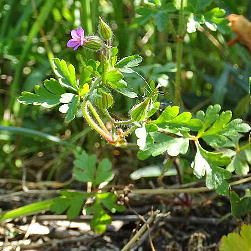 Purpur-Storchschnabel / Geranium robertianum subsp. purpureum