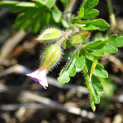 Purpur-Storchschnabel / Geranium robertianum subsp. purpureum