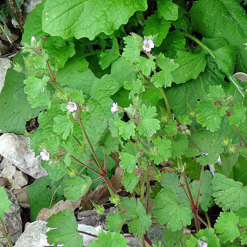 Rundblättriger Storchschnabel / Geranium rotundifolium