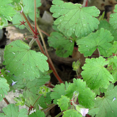 Rundblättriger Storchschnabel / Geranium rotundifolium