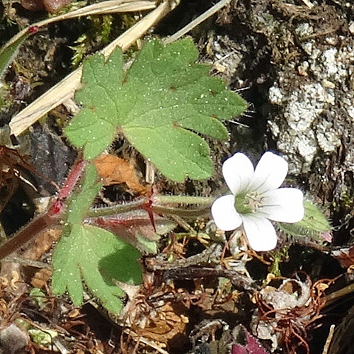 Rundblättriger Storchschnabel / Geranium rotundifolium