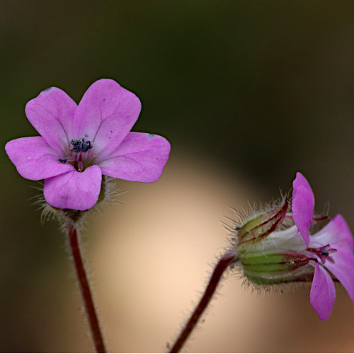 Rundblättriger Storchschnabel / Geranium rotundifolium