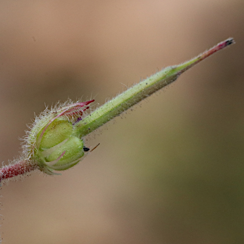 Rundblättriger Storchschnabel / Geranium rotundifolium