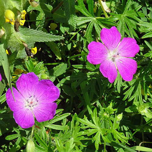 Blutroter Storchschnabel / Geranium sanguineum