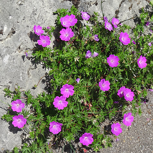 Blutroter Storchschnabel / Geranium sanguineum