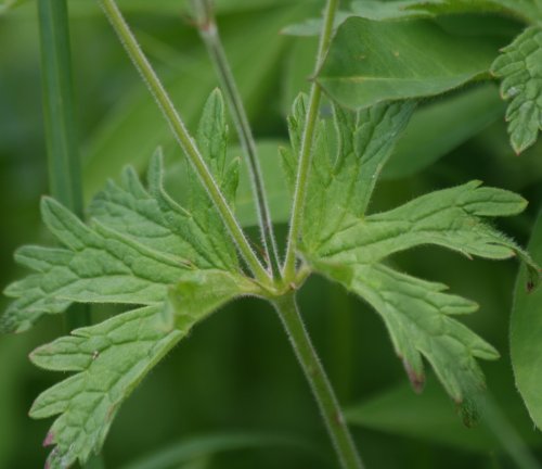 Wald-Storchschnabel / Geranium sylvaticum