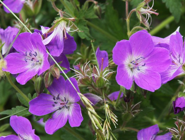 Wald-Storchschnabel / Geranium sylvaticum