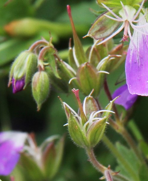 Wald-Storchschnabel / Geranium sylvaticum