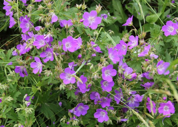 Wald-Storchschnabel / Geranium sylvaticum