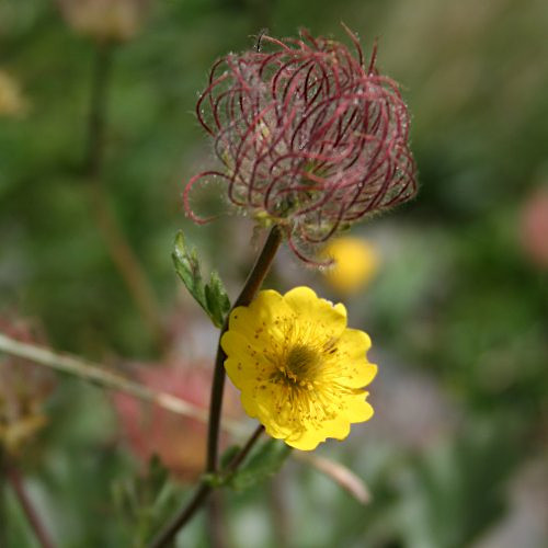 Berg-Nelkenwurz / Geum montanum