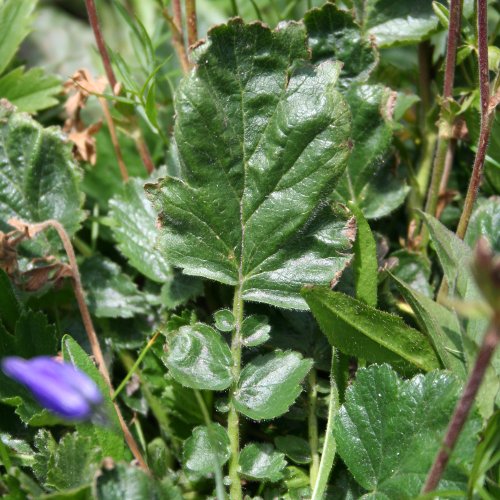 Berg-Nelkenwurz / Geum montanum