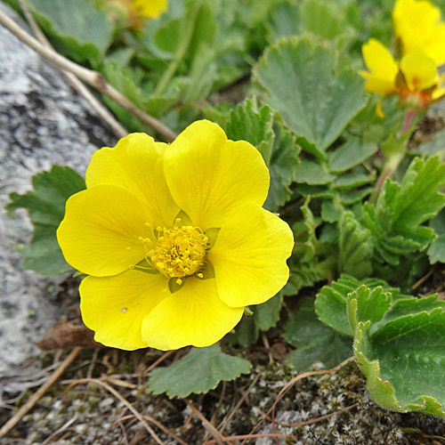 Berg-Nelkenwurz / Geum montanum