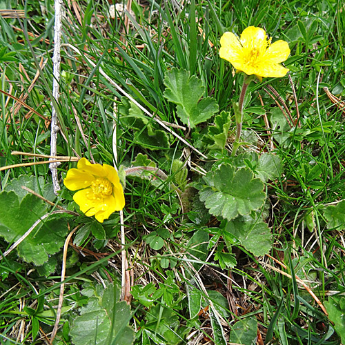 Berg-Nelkenwurz / Geum montanum