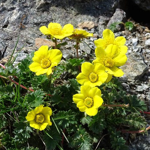 Kriechende Nelkenwurz / Geum reptans