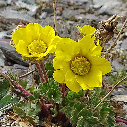 Kriechende Nelkenwurz / Geum reptans