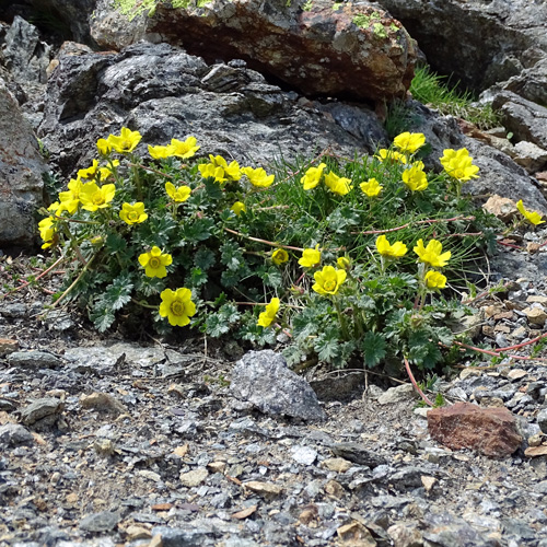 Kriechende Nelkenwurz / Geum reptans