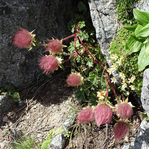 Kriechende Nelkenwurz / Geum reptans