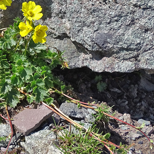 Kriechende Nelkenwurz / Geum reptans