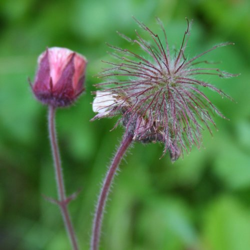 Bach-Nelkenwurz / Geum rivale