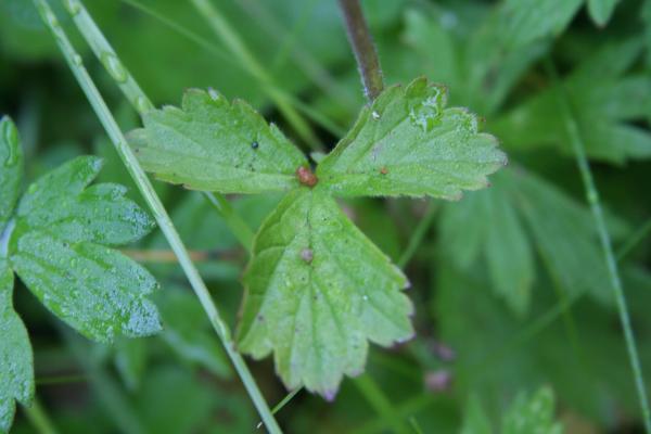 Bach-Nelkenwurz / Geum rivale