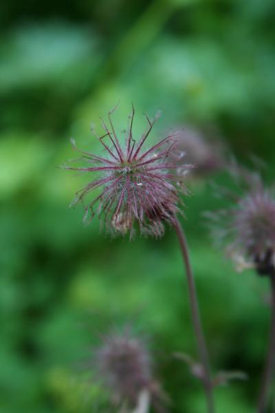 Bach-Nelkenwurz / Geum rivale