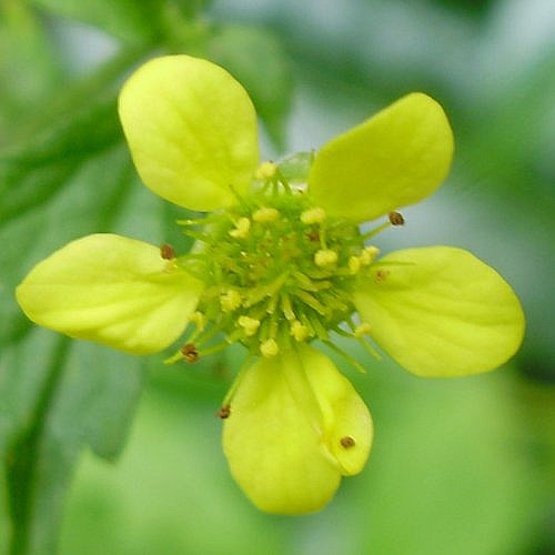 Echte Nelkenwurz / Geum urbanum