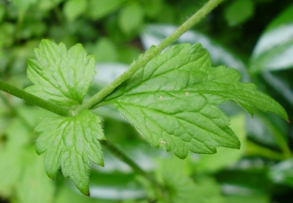 Echte Nelkenwurz / Geum urbanum