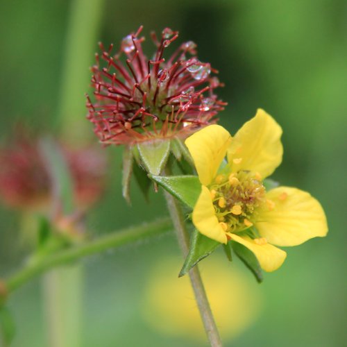 Echte Nelkenwurz / Geum urbanum