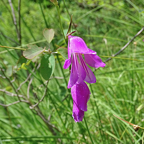 Busch-Gladiole / Gladiolus imbricatus