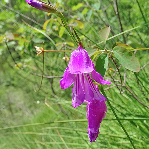 Busch-Gladiole / Gladiolus imbricatus