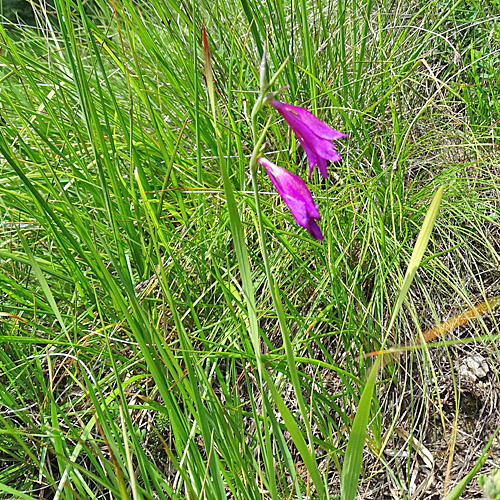 Busch-Gladiole / Gladiolus imbricatus