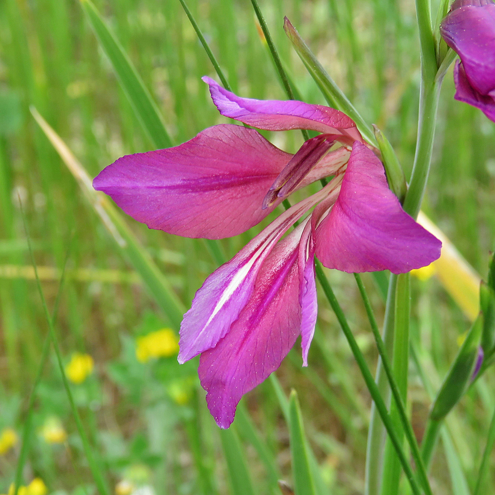 Italienische Gladiole / Gladiolus italicus