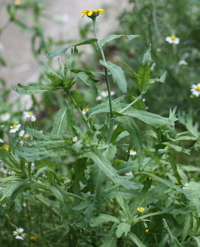 Saat-Margerite / Glebionis segetum